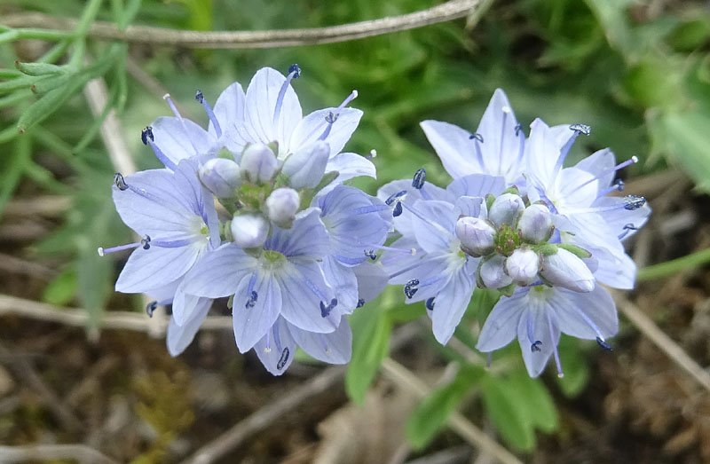 Veronica prostrata L. (Plantaginaceae)